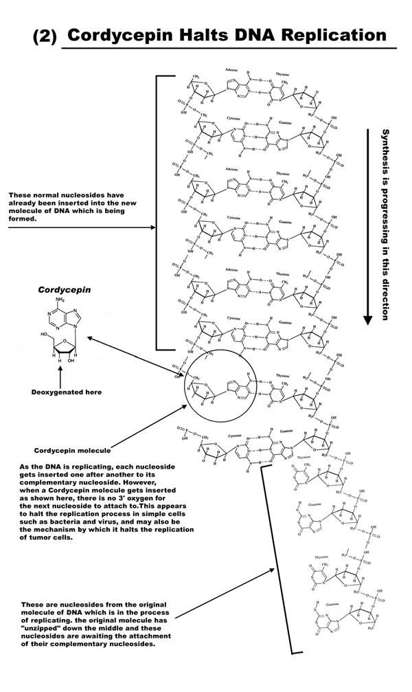 Cordycepin-Halts-DNA-Replication
