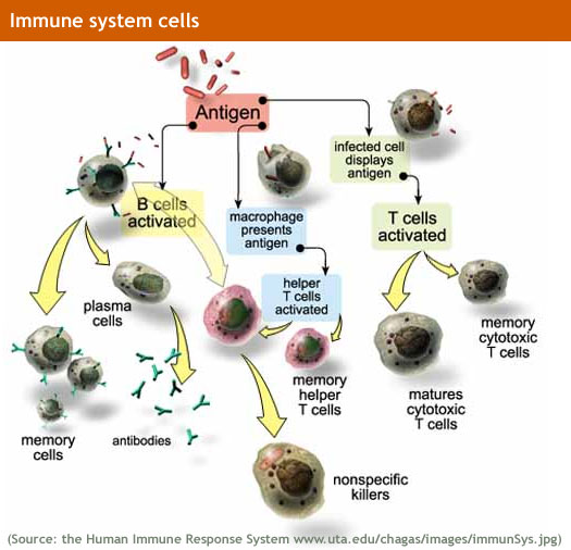 Immune_system_lg