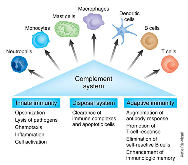 pin-by-jie-cheng-on-medical-complement-system-medical-laboratory