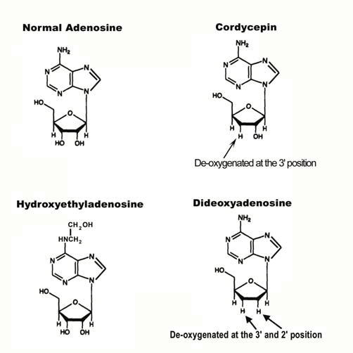 Some-of-the-unique-nucleosides-found-in-Cordyceps