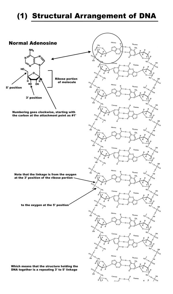 Structural-Arrangement-of-DNA